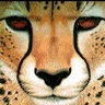 More Cheetahs