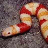 More Snakes